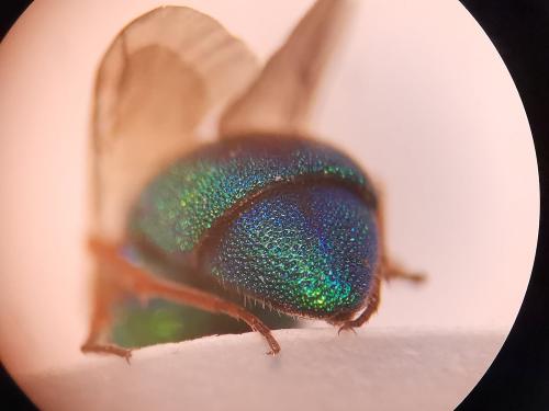Colpopyga flavipes